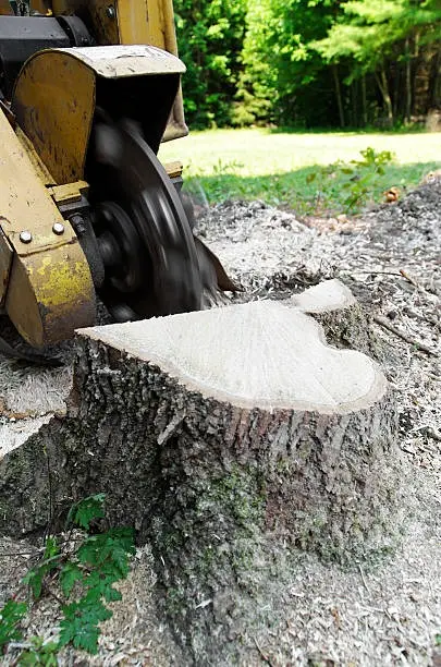 Stump Grinding Service Stump Grinding Service